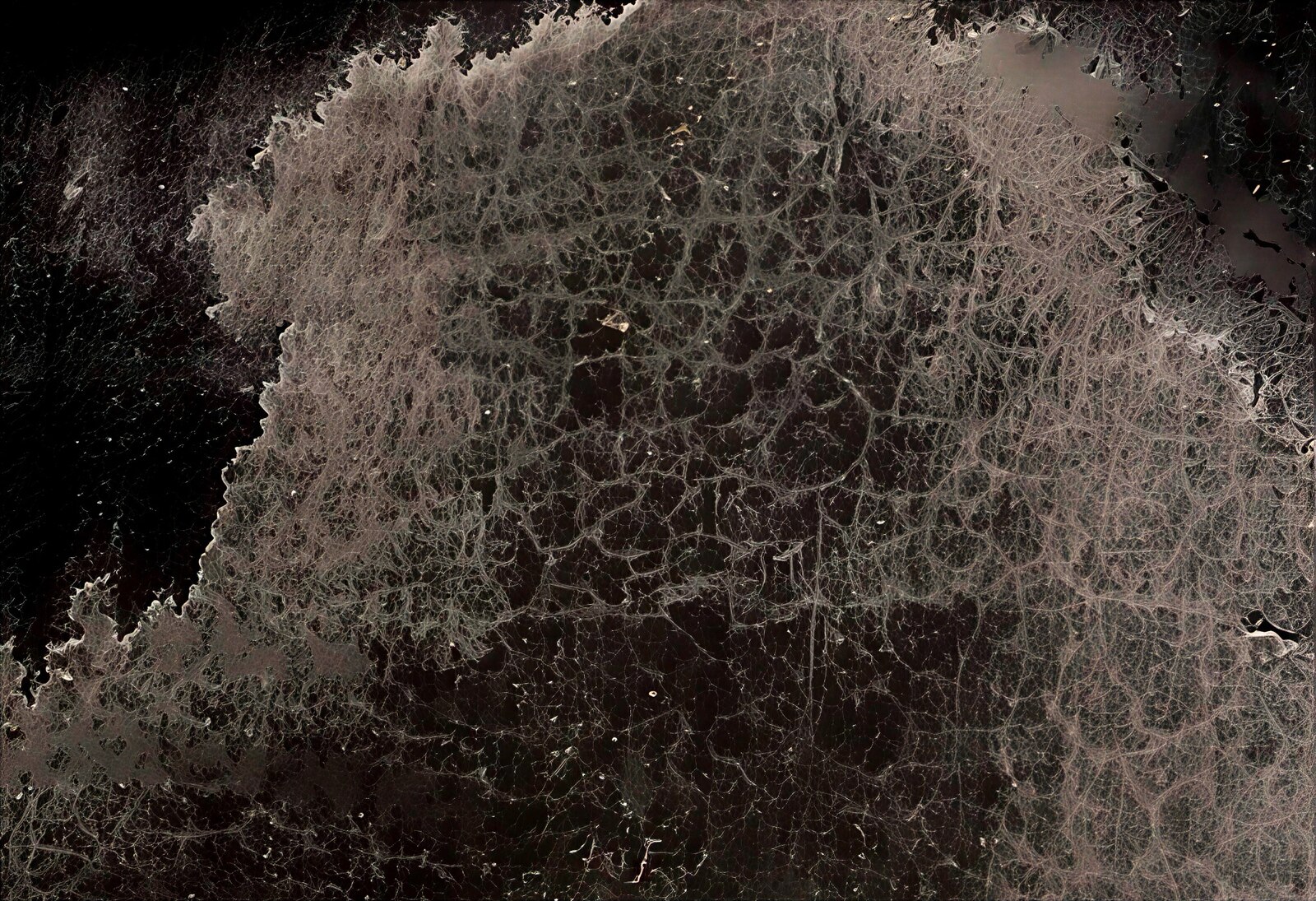 Near-black macro oyster-shell study with fine fibrous mineral texture